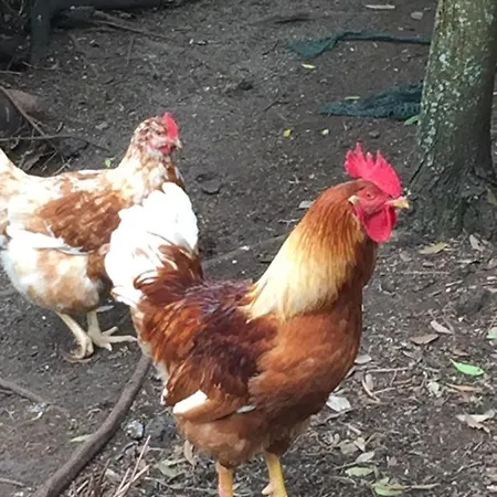 Intact Farm Velas